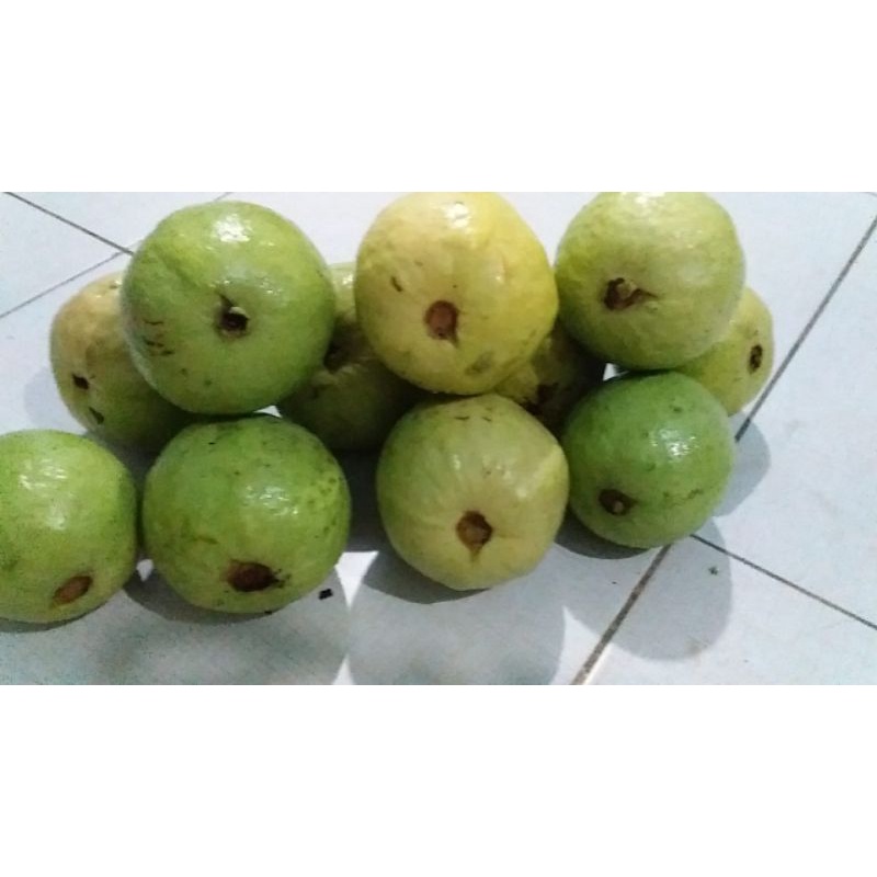 

Buah jambu merah murah PERKILO [Bayar ditempat]