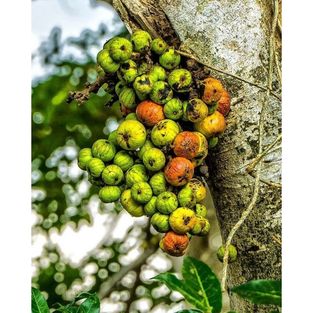 

buah loa untuk kesehatan