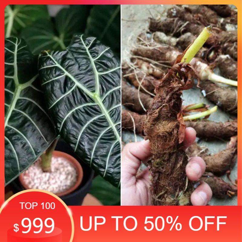 ( 1kg umbi bonggol ALOCASIA WATSONIANA )