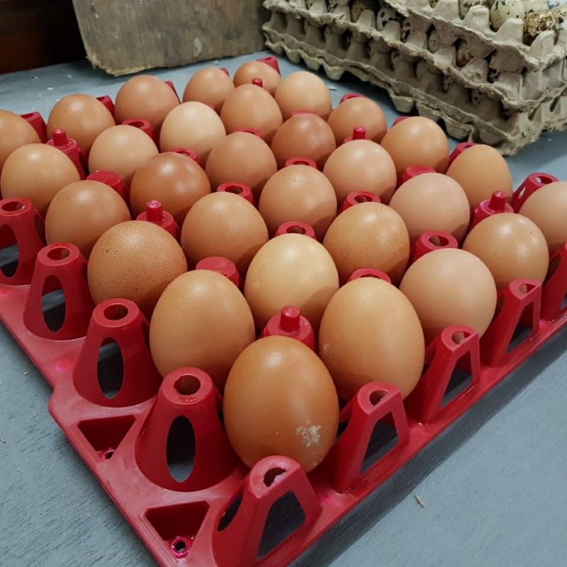 

Telur sedang ukuran 17 sampai 18 butir perkg