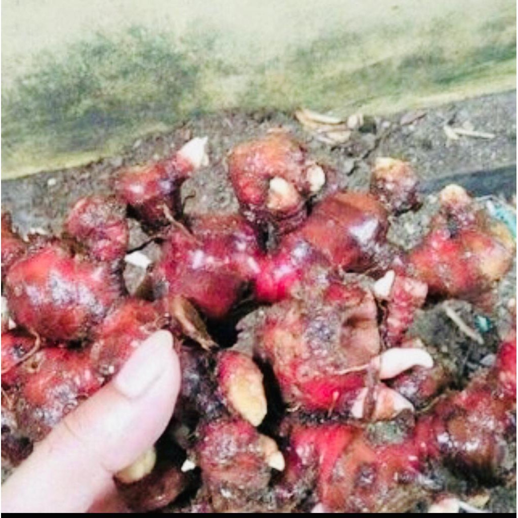 

1KG JAHE MERAH CUCI BERSIH SEGAR