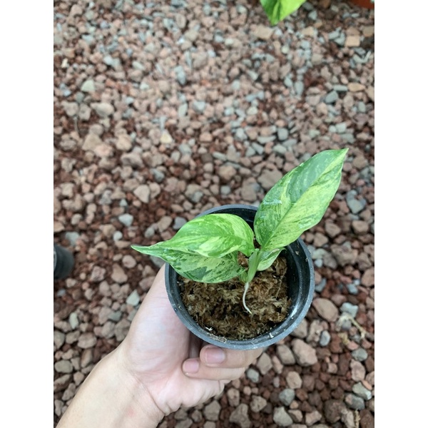 rhapidopora puberula