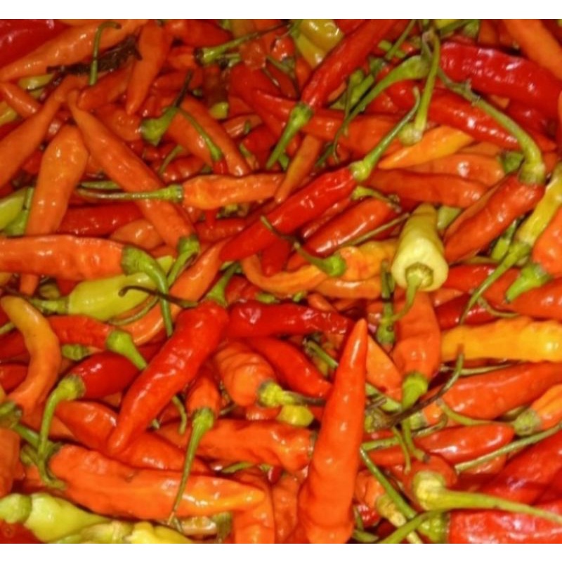 

cabe rawit merah /domba