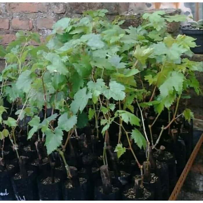 Bibit anggur Isabella termurah