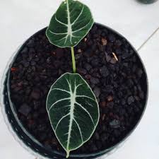 Tanaman Hias alokasia Black velvet - tanaman daun alocasia velvet - alokasia black velvet bergaransi