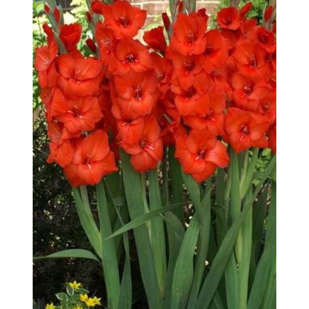

PKH Umbi gladiol 10pcsKoodeB6T4