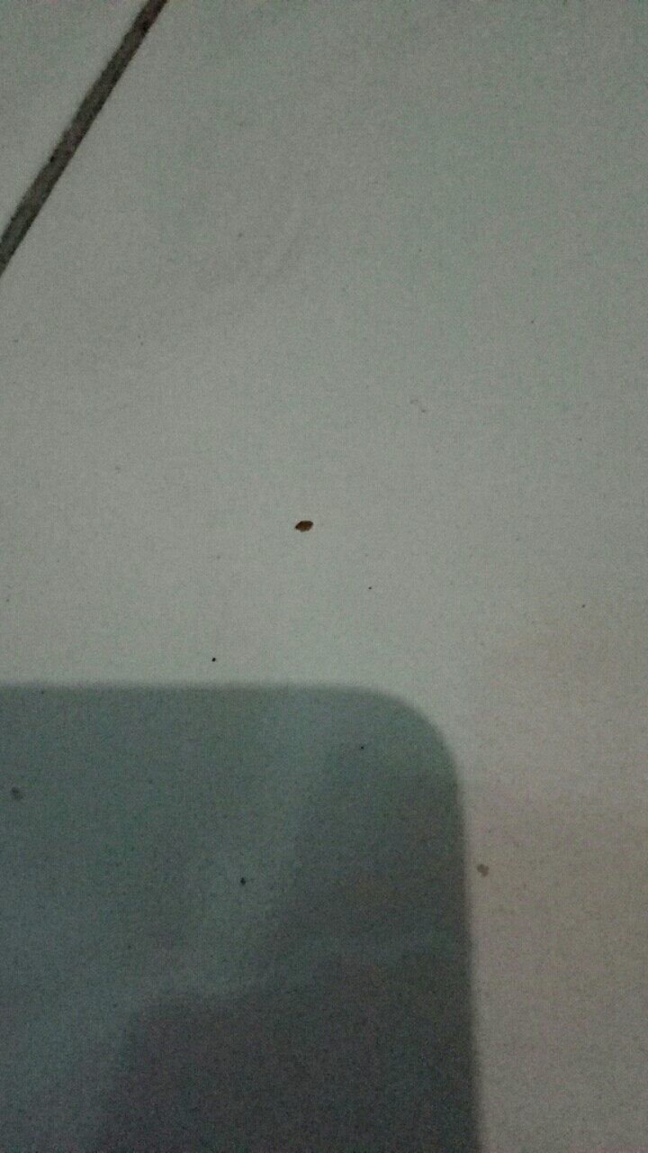 [ Bonus Cukilan ] Cetakan Baklor / Kue Cubit / Kue Lumpur / Kue Takoyaki / Kue Apem / Ukuran 20 Cm A