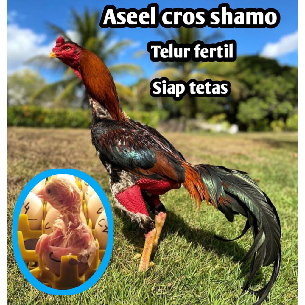 telur ayam bangkok aduan aseel murga cros chu shamo