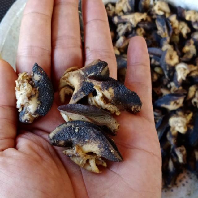

Promo Daging bekicot asap./beli 3 gratis 1