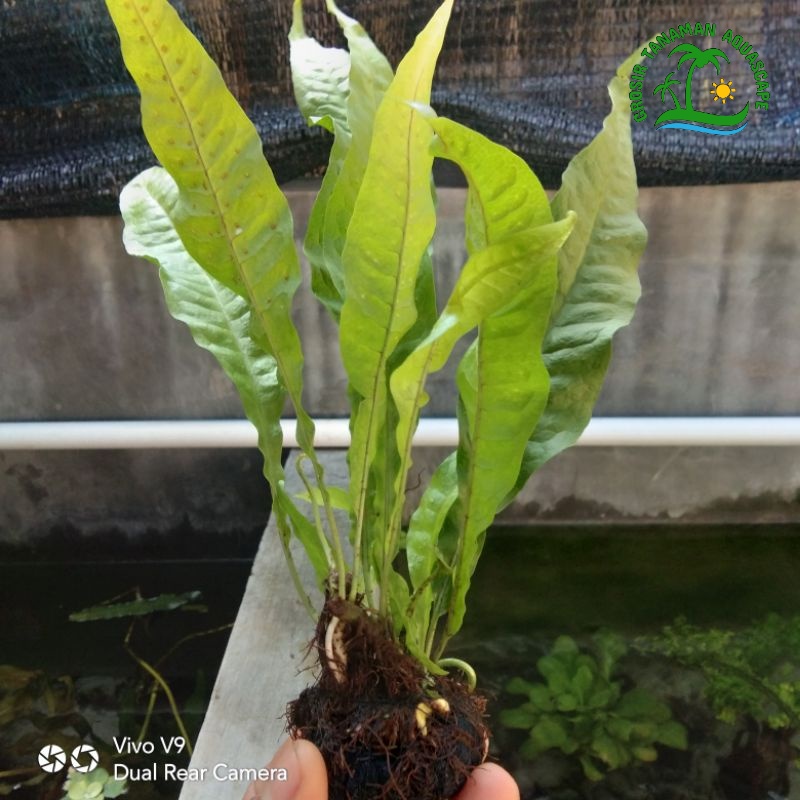 Kadaka Java Fern Media Wabikusa Tanaman Aquascape Hiasan Aquarium