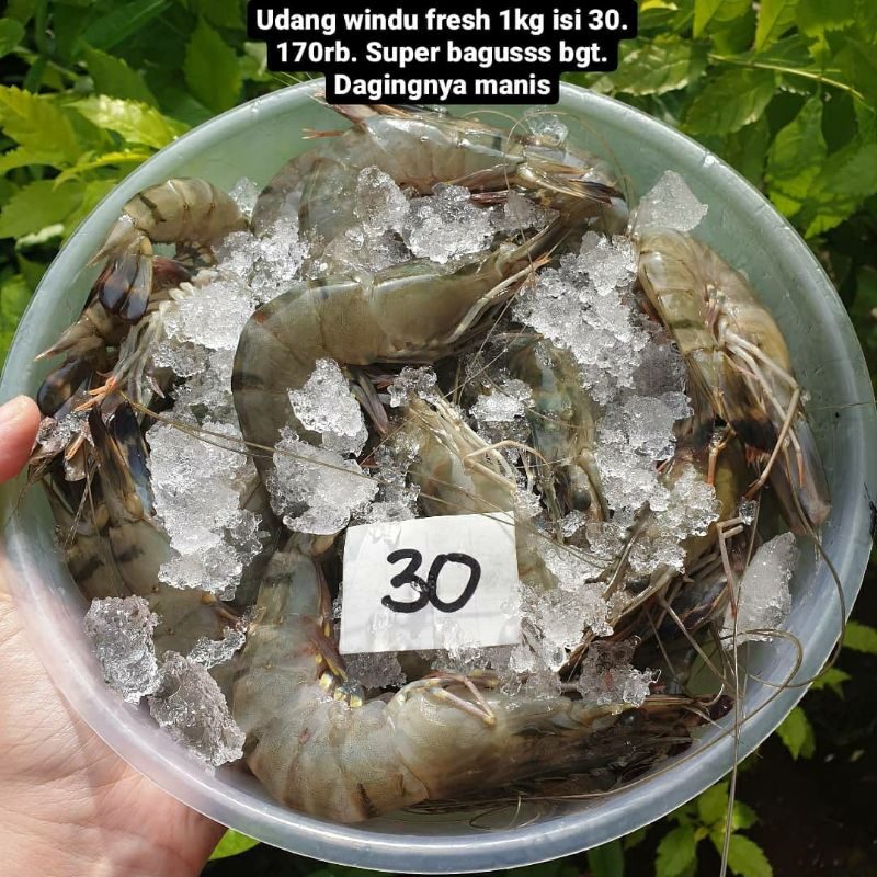 

UDANG WINDU SEGAR FRESH 1KG ISI 30