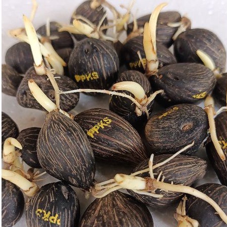 Rp 5.000/biji benih bibit kecambah polong kelapa sawit DxP PPKS Medan/minimal pembelian 20 biji-1