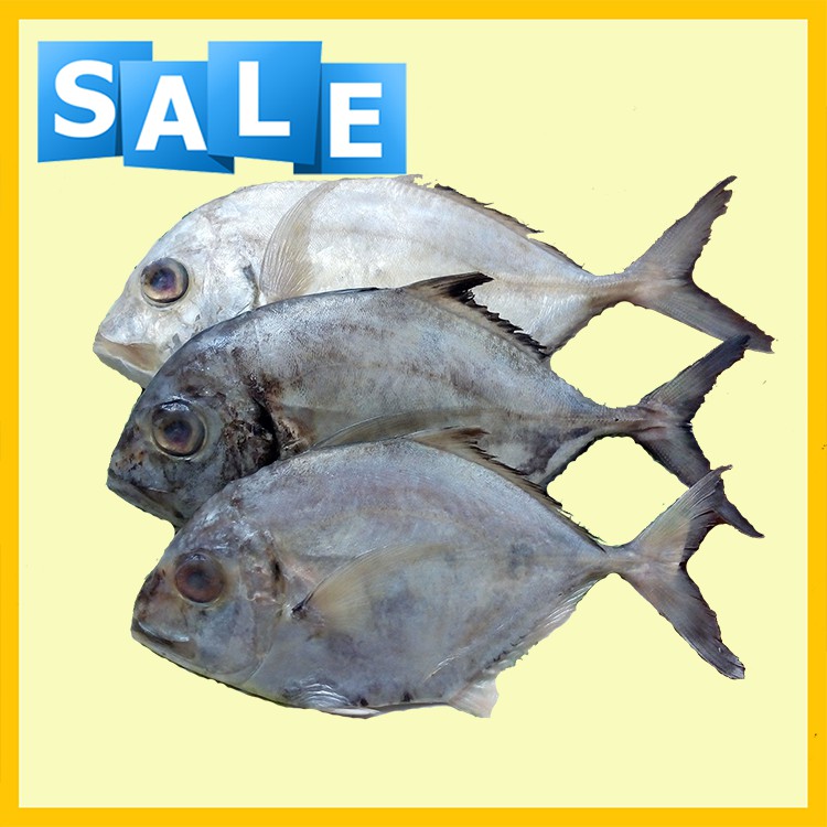 

Ikan Kuwe