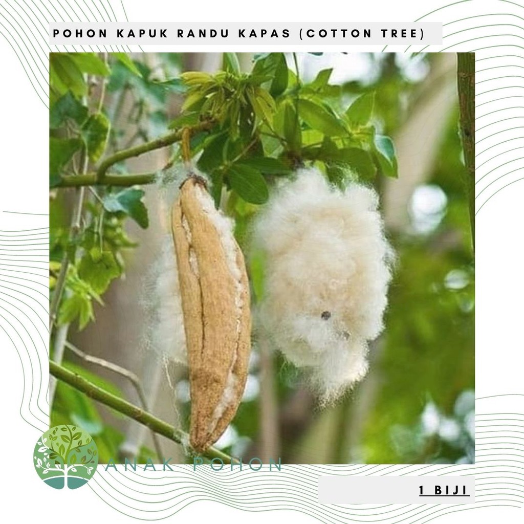 Benih Bibit Biji Pohon Kapuk Randu Kapas Cotton Tree Seeds 10 Biji Shopee Indonesia