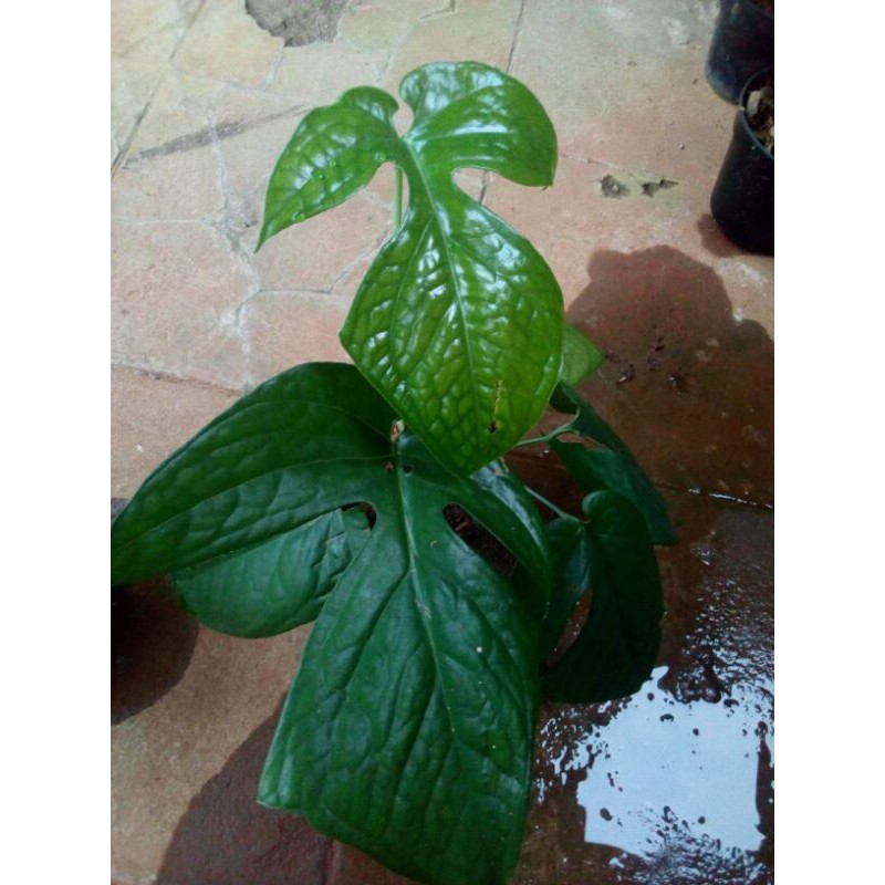 

montsera amydrium