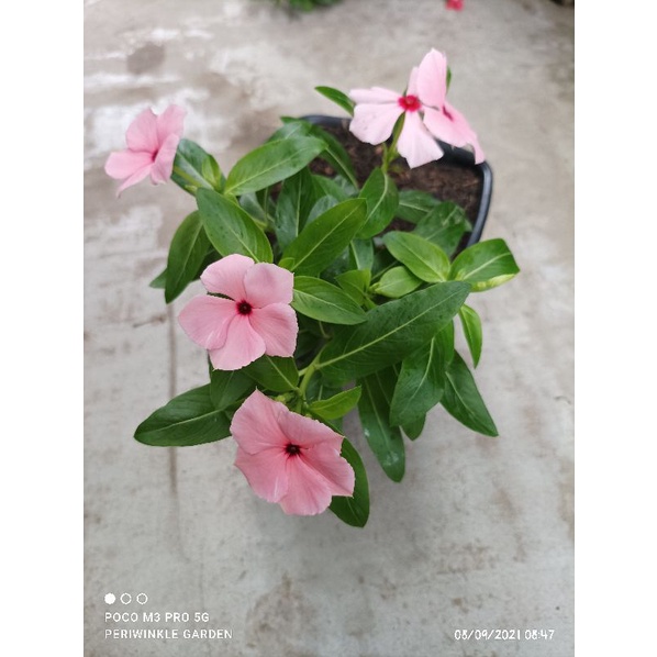 BENIH FRESH BUNGA CANTIK VINCA/TAPAK DARA JUNTAI/GANTUNG PEACH POLKADOT