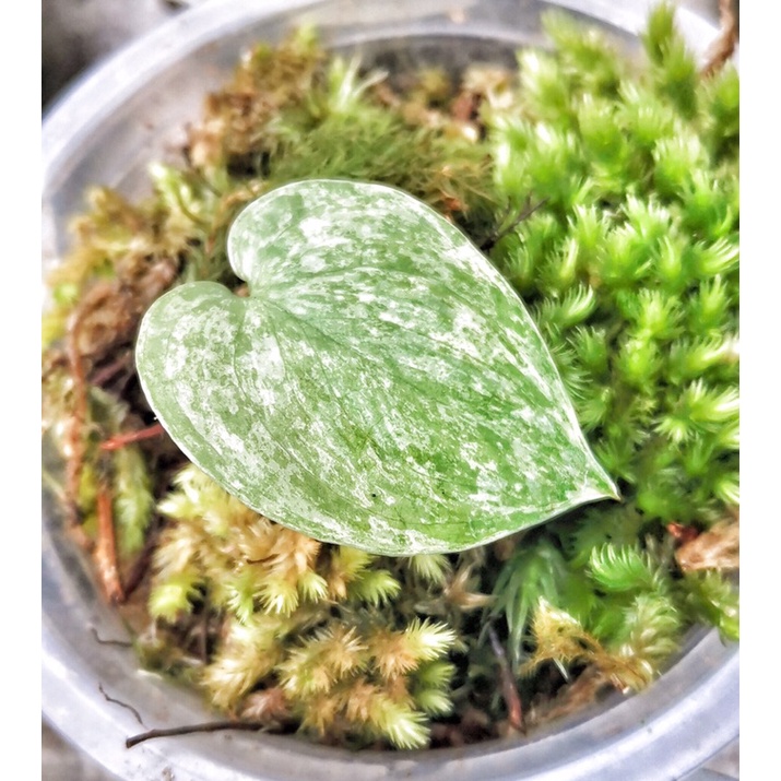 Scindapsus Platinum Variegata