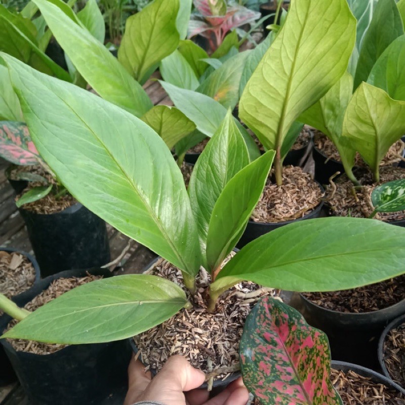 PRMO Tanaman Hias Anthurium Jermani Cobra / Tanaman Hias Jermani Kobra