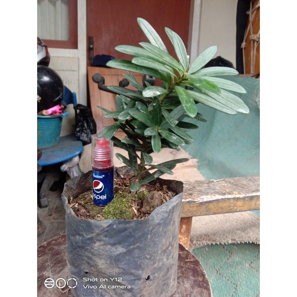 Lohansung pucuk pink