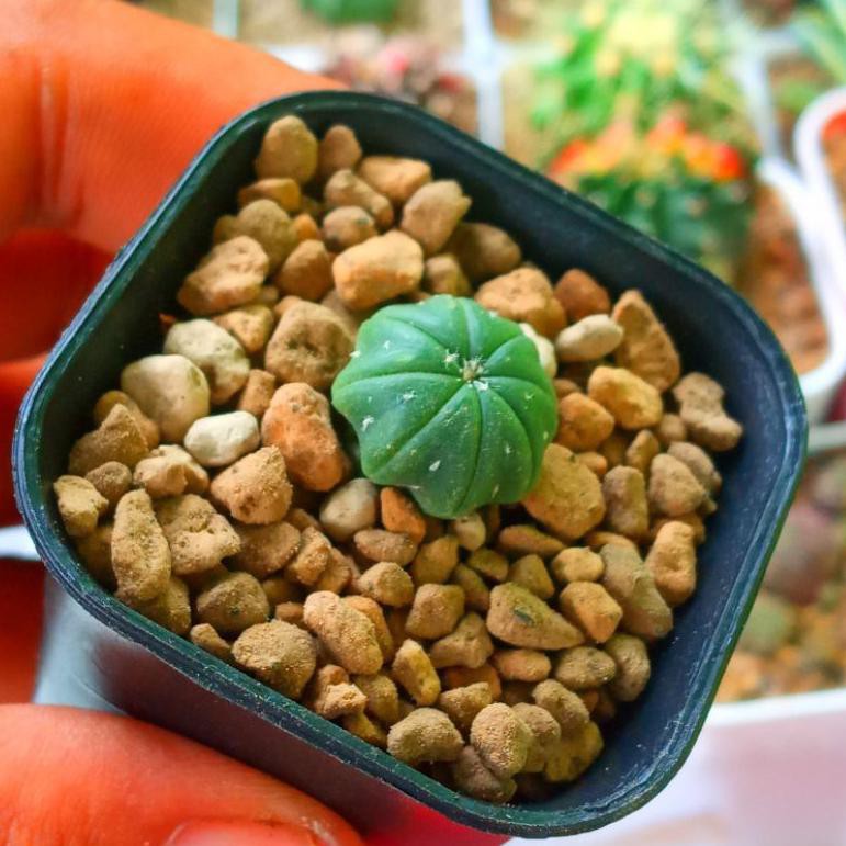 (Terbaik) Kaktus Astrophytum Asterias | Astro | Kaktus Astro | Asterias