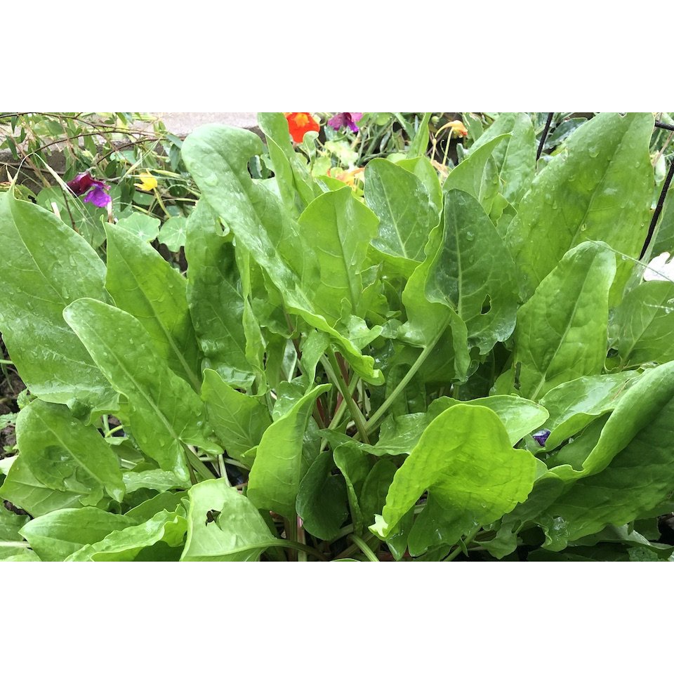 Benih Bibit Biji - Sorrel Large Leaf Salad Seeds - IMPORT