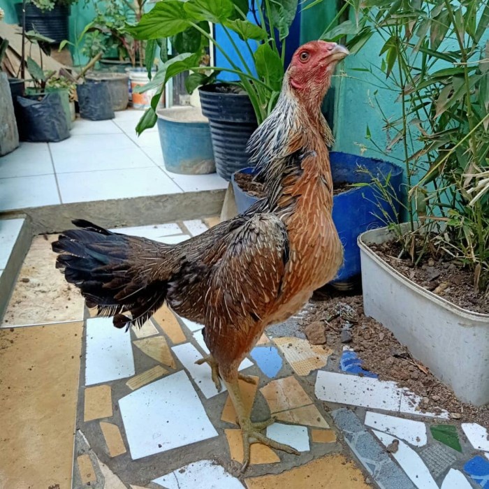 Pamagon Cetak Bulbi Ori Kaki Hitam Lawan Koygon Magon Pama Ganoi Shamo