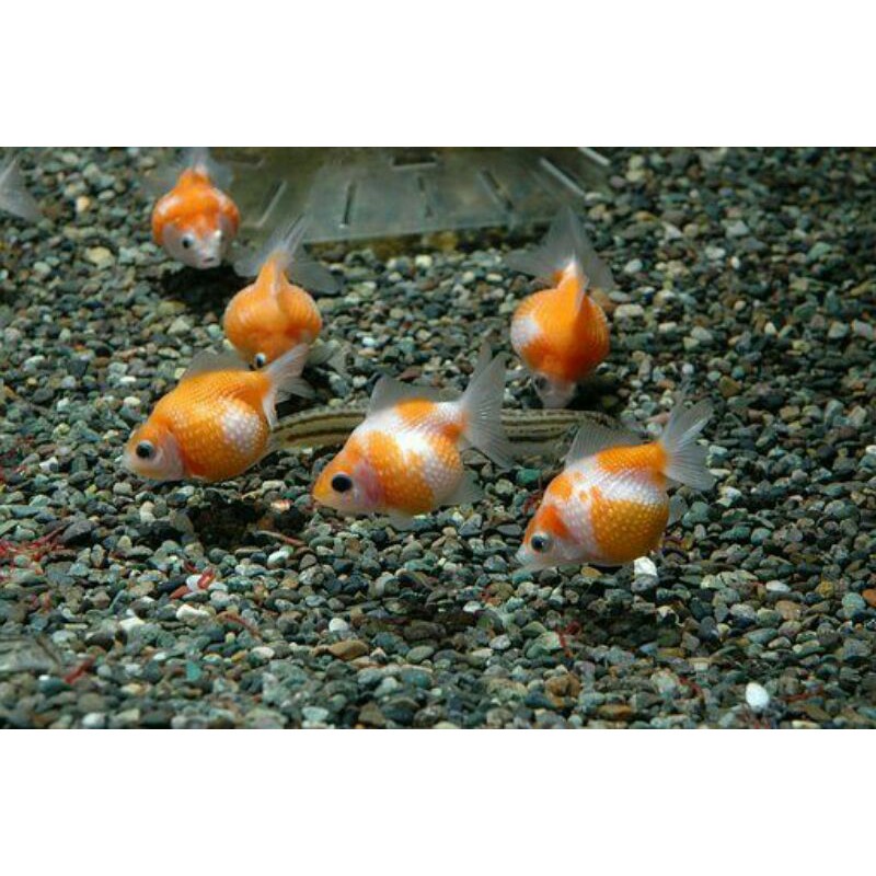 ikan hias mas koki mutiara tikus