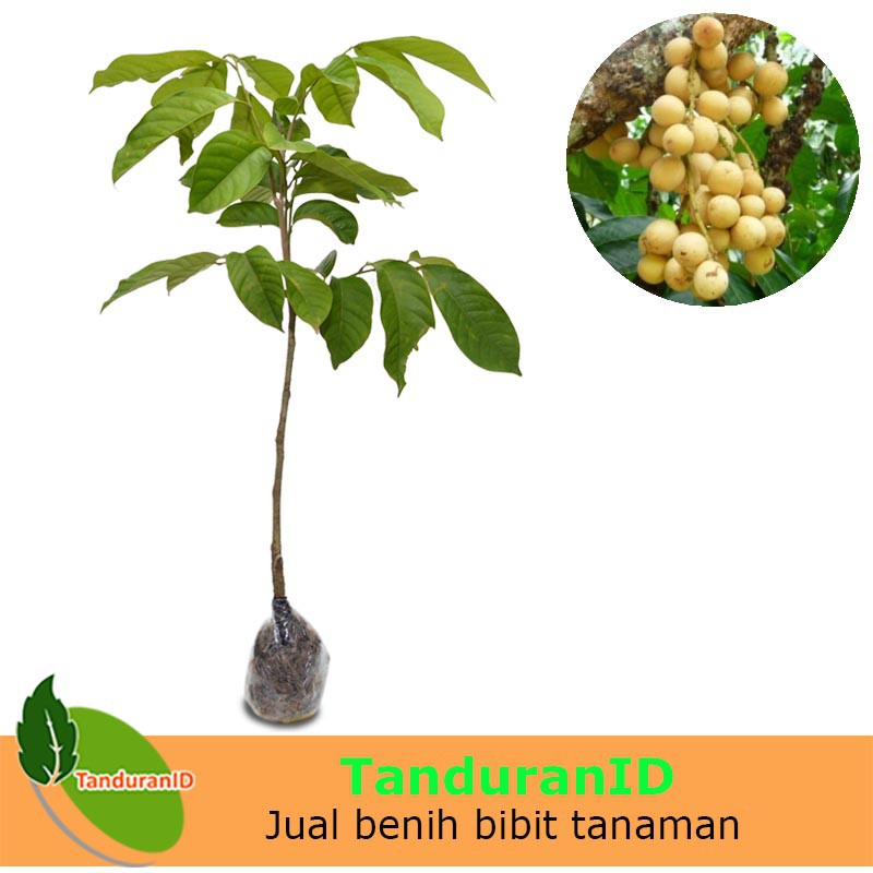 Tanaman Buah Duku Palembang Asli