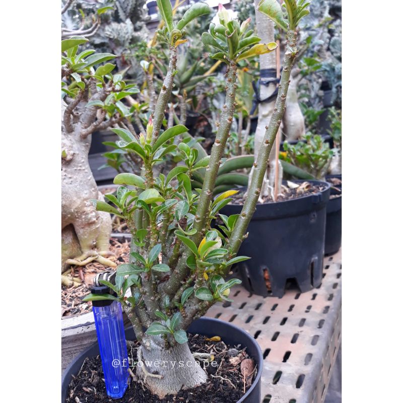 adenium cabser /adenium cabang seribu