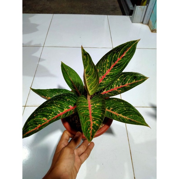 Aglonema legacy green