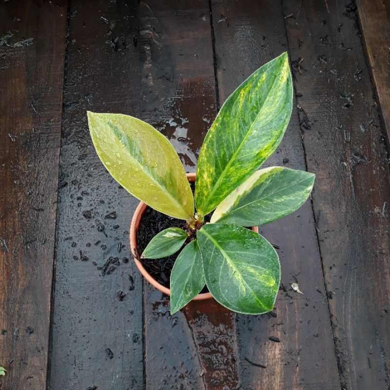 Jemani Mangkok Varigata Tornado