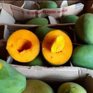 

Buah mangga alpukat klonal 21 fresh per 3kg
