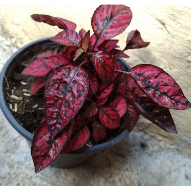 Tanaman Hias Hipotes - Hipotes merah
