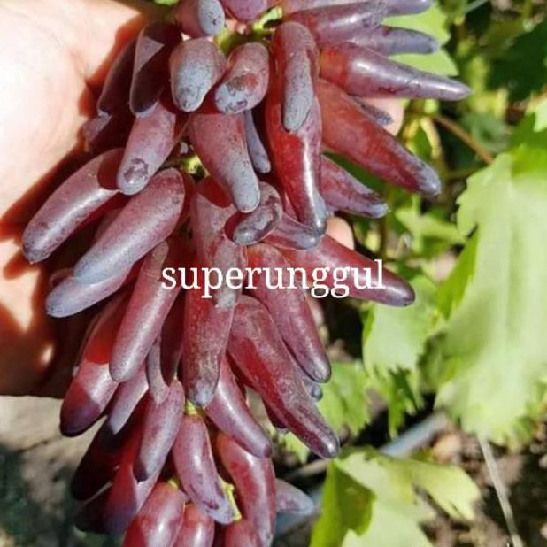 #promo Bibit anggur import jenis jari jari #unggul