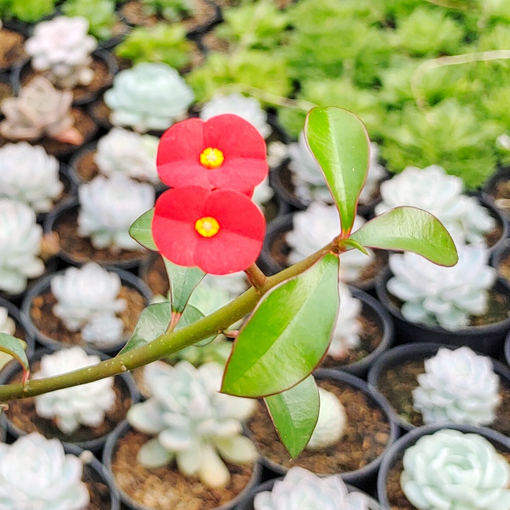 Kaktus Sukulen | 603. Euphorbia Geroldii