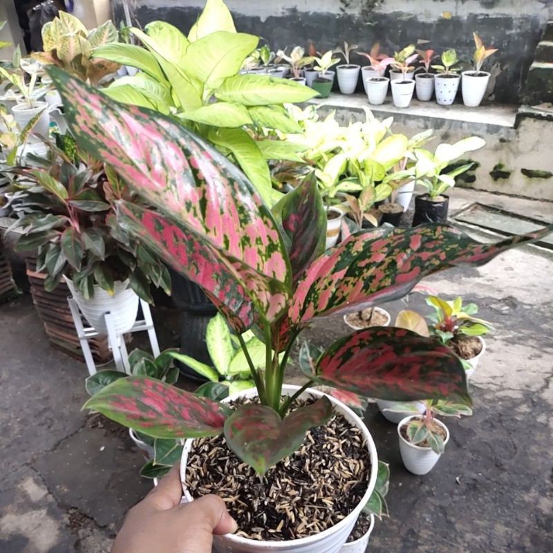 aglaonema ret venus