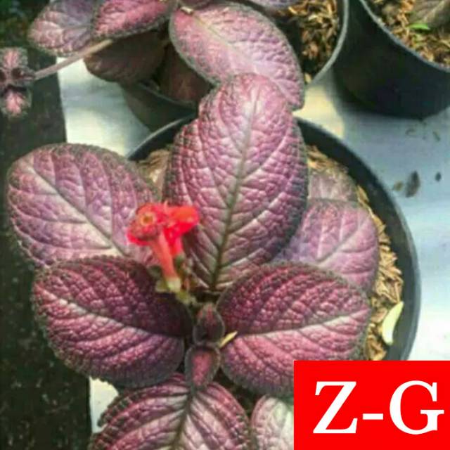 epicia merah-tanaman gantung epicia bludru merah