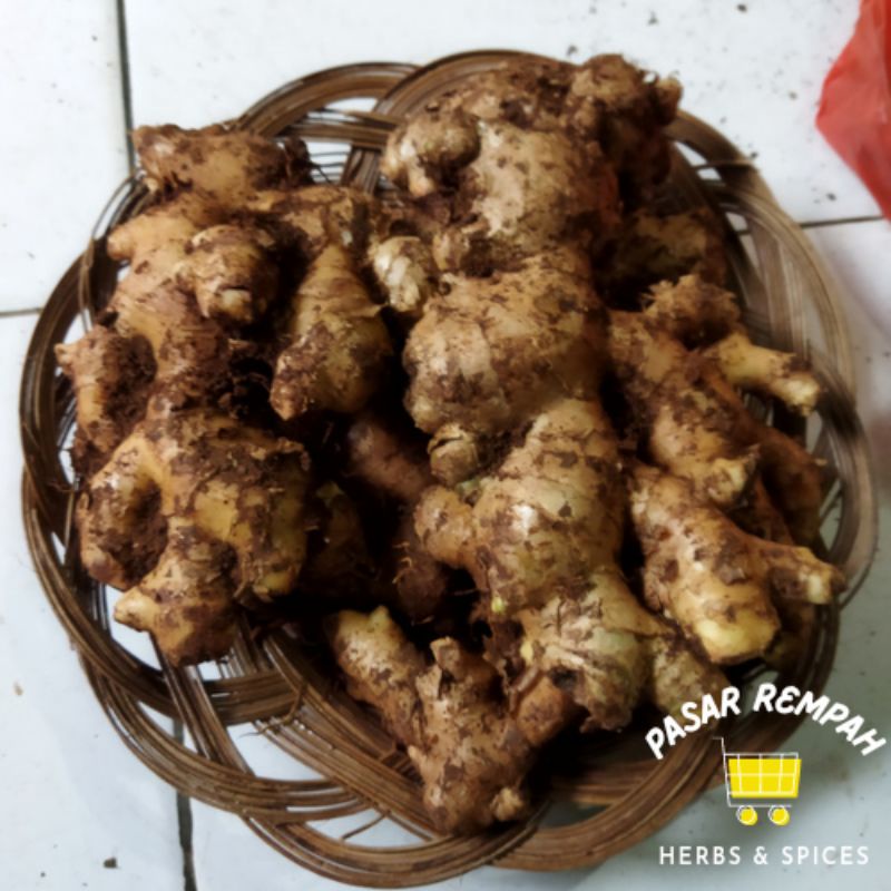 

Jahe Gajah Jahe Putih Jahe Sayur Bahan Masakan Rempah segar