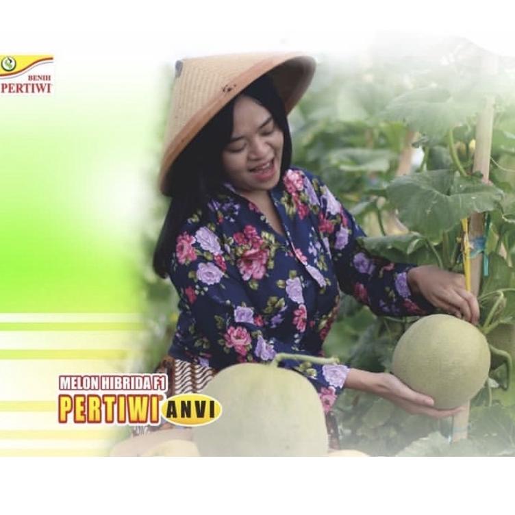 LANGSUNG ATC.. Benih/Bibit melon Pertiwi anvi F1 13 gram by pertiwi