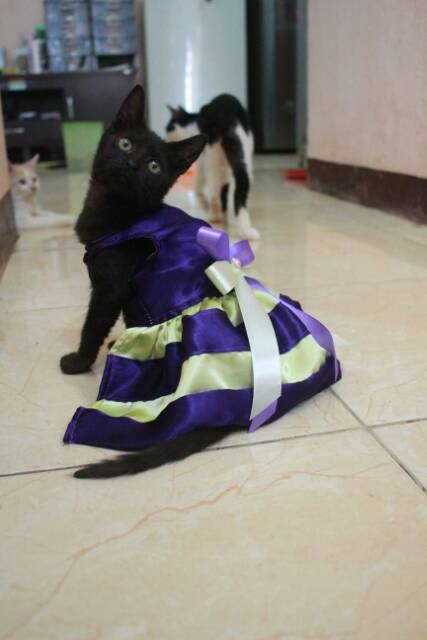 Dress ungu strip kuning lucu untuk kucing dan anjing murah meriah size S-XL