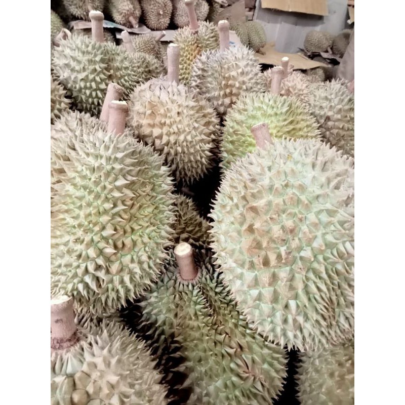 

Durian Montong