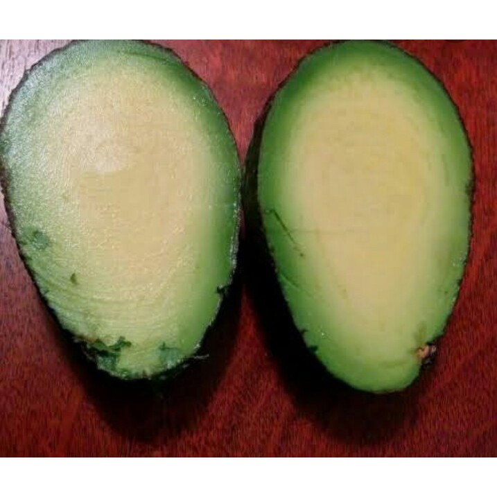 Bibit Alpukat Tanpa Biji