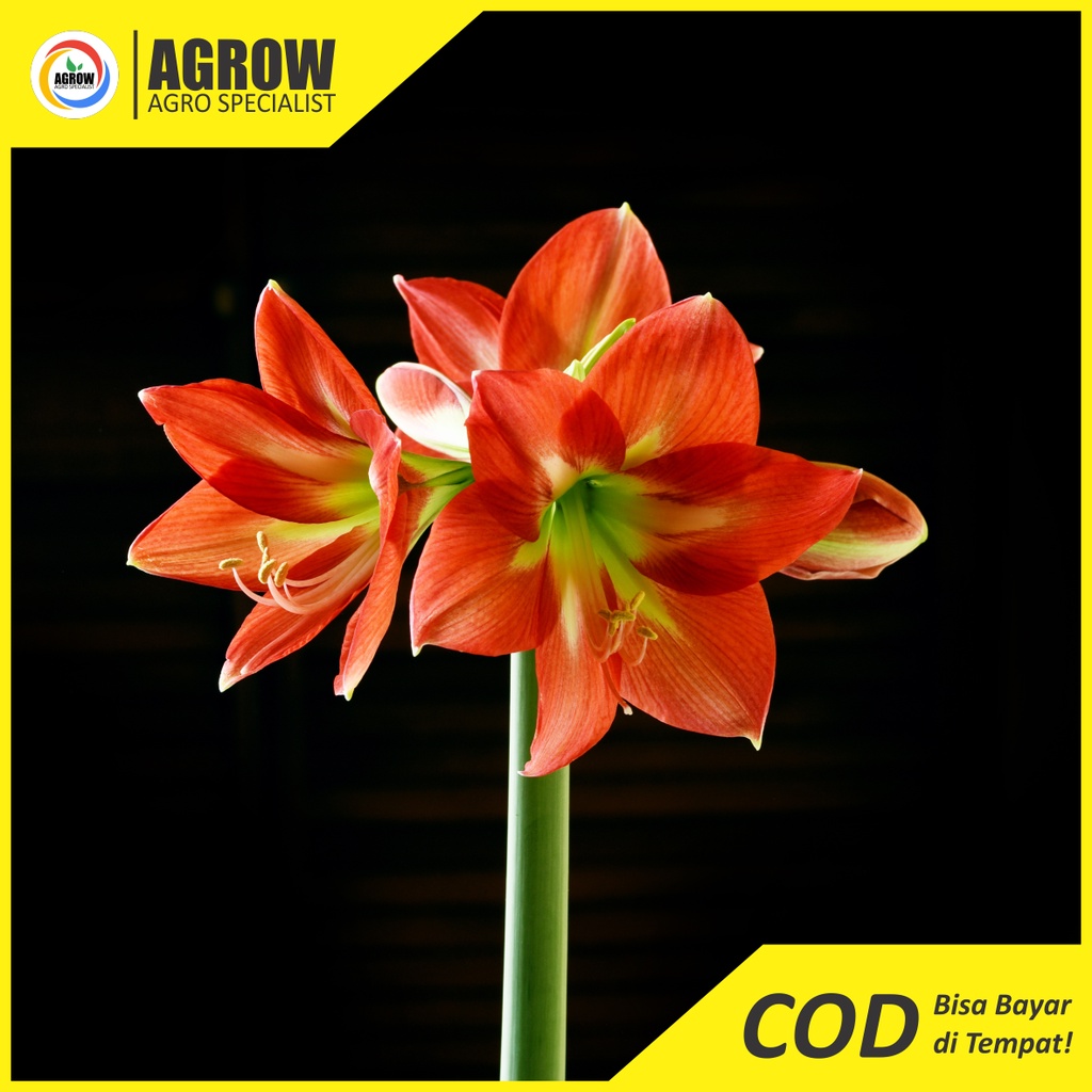 Bibit Umbi Bunga Amarilis Oren Amarylis Bakung Lily Lili Hippeastrum Amaryllidaceae Flower Crinum Lili Hujan Bunga Narsis Murah By Agrow Bunga Viral Bunga Taman