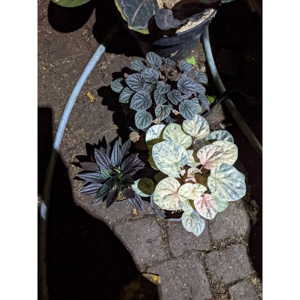 Link CO Live Produk 1 Kg Diatas 70 Ribu