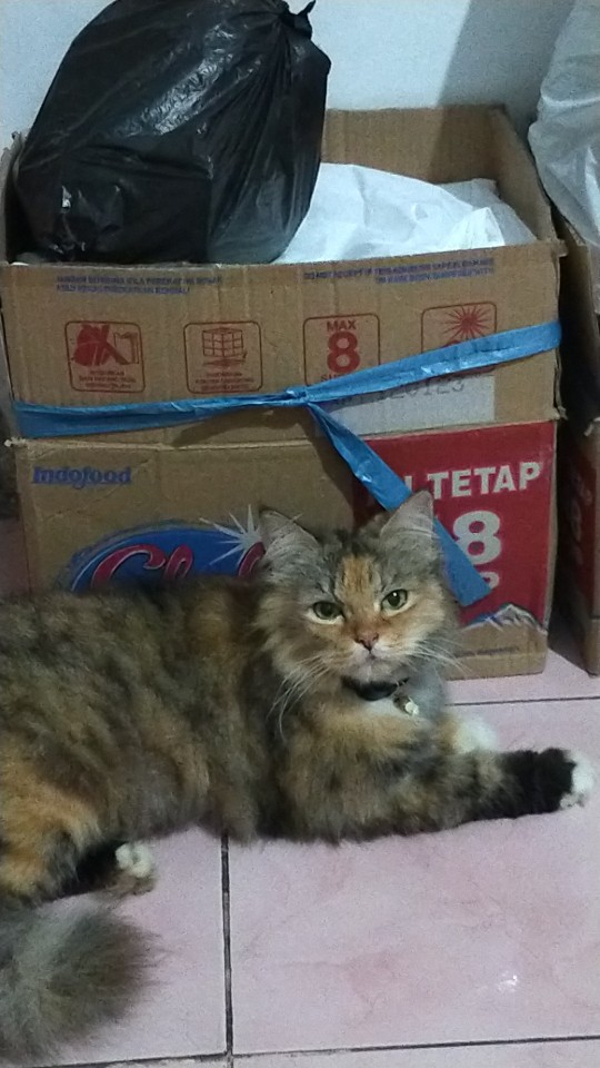 Sprei Kintakun Dluxe 120 - 160 & 180 Hazel/fleur/eva/aurelia/fuji