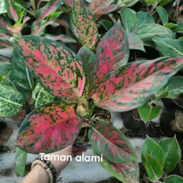 Tanaman hias aglonema venus - aglonema venus