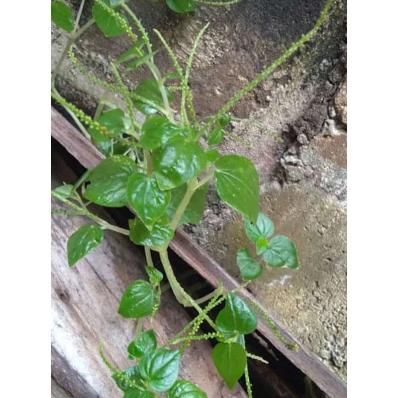 

Daun Siri China