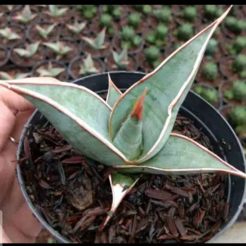 Sanseviera Pinguicula