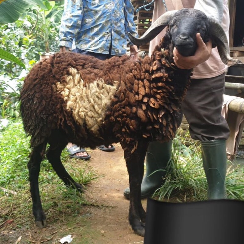 hewan qurban kambing domba jantan murah 2022