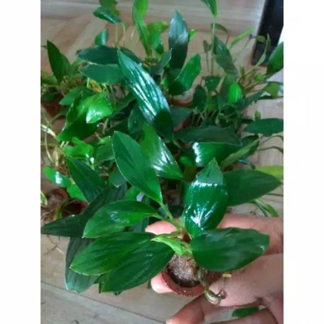 Tanaman aquascape Anubias Sp